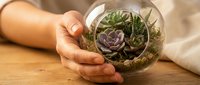 Young adult with medium skin tone holding a glass terrarium globe containing succulent plants and moss on wooden surface, suitable for home decor, gardening, and lifestyle content.