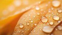 Macro photography of water droplets on golden surface with soft bokeh effect and warm lighting creates serene natural abstract background pattern.