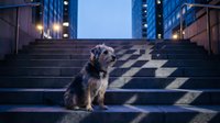 Terrier mix dog sitting on urban staircase at dusk surrounded by modern skyscrapers, casting geometric shadows on steps, suitable for pet lifestyle and city living concepts.