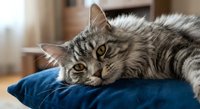 Gray tabby cat with yellow eyes resting on blue cushion in cozy home interior. Domestic pet relaxing indoors on soft pillow in living room setting.