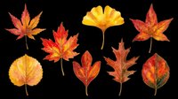 Colorful autumn leaves set isolated on transparent background, ready for T-shirts, stickers, clipart, sublimation, and print on demand seasonal designs.