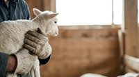 White kitten held in farmer's hands in rustic barn setting. Suitable for agriculture, animal care, pet adoption, and rural lifestyle content.