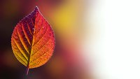 Single autumn leaf with vibrant red orange yellow gradient colors and detailed veins on warm blurred background for seasonal nature designs.
