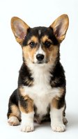 Adorable tricolor corgi puppy sitting on white background, isolated for pet care designs, veterinary marketing, and animal lover merchandise.