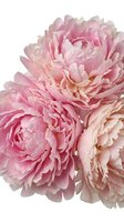 Soft pink ranunculus flowers isolated on white background for wedding invitations, greeting cards, and romantic design projects.