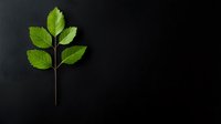 Green plant stem with fresh leaves isolated on dark background, suitable for environmental and nature design projects.