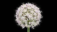 Allium flower head with delicate purple and white blooms isolated on transparent background, ready for design use in clipart, t-shirt designs, stickers, and print-on-demand products.
