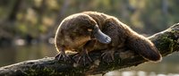 Adorable platypus resting on mossy tree branch in natural habitat, showcasing unique mammal features and peaceful wildlife behavior in warm sunlight.
