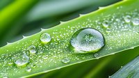 Fresh morning dew drops on green aloe vera leaf macro close up with water droplets showing nature's purity and plant hydration in garden setting.