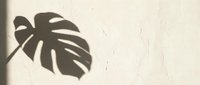 Tropical monstera leaf shadow cast on textured beige wall creating natural botanical silhouette for interior design and home decor projects.