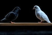 Black and white doves facing each other on wooden perch against dark background, symbolizing peace, harmony, and duality in nature and relationships.