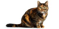 Tortoiseshell cat with bright green eyes sitting on white background, isolated for design projects and pet industry advertising.