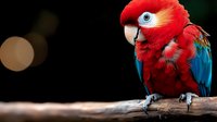 Vibrant red and blue macaw parrot perched on wooden branch against dark background with bokeh lights for wildlife photography and tropical bird content.