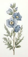 Delicate blue anemone flowers with sage green leaves in vintage botanical art style, watercolor technique on white background. For wall art and stationery design.