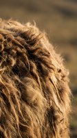 Extreme close-up of textured brown dreadlocks with golden sunlight highlighting individual strands and knots, suitable for hair care, lifestyle, and grooming content.