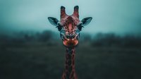Majestic giraffe portrait with intense gaze against blurred natural background during golden hour lighting for wildlife photography and nature concepts.