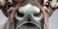 Close-up portrait of brown cow nose and eyes showing detailed facial features and texture for agricultural and farm animal photography projects.