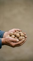 Farmer's hands holding fresh walnuts in shell against neutral background. Suitable for agriculture, harvest, organic food, and farming industry marketing materials.