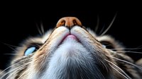 Close-up macro shot of cat nose and blue eyes from below angle showing whiskers and facial features against dark background, dramatic pet photography.
