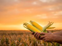 Farmer holding fresh corn cobs at harvest time in agricultural field during golden sunset, showcasing crop yield and farming success for agricultural marketing and food production content.