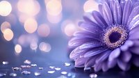 Purple gerbera daisy flower with water drops and soft bokeh lights creating dreamy romantic atmosphere on blue background. Perfect for greeting cards.