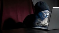 Gray tabby cat wearing black knit beanie hat sitting at laptop computer in cozy indoor setting for pet technology humor and remote work concepts.