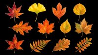 Autumn leaves collection isolated on transparent background, ready for t-shirt design, clipart, stickers, sublimation and print-on-demand projects.