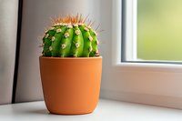 Green barrel cactus with orange spines in terracotta pot on white windowsill, soft natural lighting creates gentle shadows and depth for home decor.