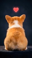 Adorable orange and white corgi puppy sitting with back turned, glowing red heart floating above against dark blue background for pet love concepts.