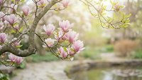 Delicate pink magnolia blossoms bloom on branches in spring garden with soft bokeh background, perfect for nature and seasonal design projects.