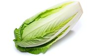 Fresh napa cabbage head isolated on white background for healthy cooking and salad preparation in kitchen recipes and organic vegetable dishes.