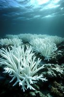 Bleached white coral reef underwater with sunlight rays penetrating blue ocean water showing marine ecosystem damage and climate change effects.