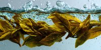 Dynamic underwater view of golden kelp leaves submerged in clear water with bubbles and rippling surface, showcasing marine plant life in motion.