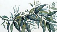 Young olive branch with green leaves and small berries isolated on white background, suitable for botanical illustrations, packaging design, culinary branding, and natural product labels.