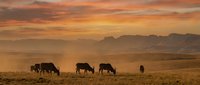 Silhouettes of cattle grazing in open rangeland during golden hour sunset with dramatic orange sky and mountain backdrop creating peaceful pastoral scene.