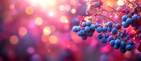 Fresh ripe blue grapes on grapevine against pink sunset bokeh background. Bright autumn vineyard scene with blurred magical light effects.