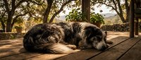 Peaceful dog resting on wooden deck under shade trees during golden hour sunset, creating serene outdoor relaxation scene for pet care and companionship.