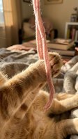 Ginger cat playing with pink yarn string toy indoors on bed, interactive pet playtime and feline entertainment at home.