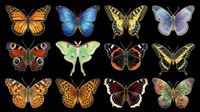 Butterfly collection featuring twelve isolated species in various colors including orange, blue, yellow, green, and burgundy. Each specimen is cut out on transparent background, ready for clipart, t-shirt design, stickers, sublimation, and print-on-demand projects.