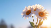 White daisies with orange centers against blue sky and sunlight, fresh green leaves and stems, soft bokeh background, spring garden atmosphere.
