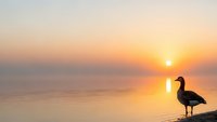 Silhouette of duck standing on shoreline during golden hour sunrise over calm lake with warm orange and pink sky reflecting on water surface.