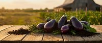 Fresh purple eggplants with green leaves on rustic wooden table at sunset farm background. Organic vegetables harvest concept for healthy cooking.