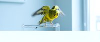 Yellow budgerigar with wings spread perched on clear acrylic stand against light blue background, suitable for pet care, avian education, and animal behavior content.
