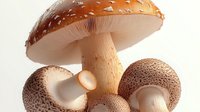 Fresh brown champignon mushrooms and red spotted amanita muscaria toadstool arranged on white background, isolated food photography for culinary design.
