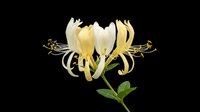 Honeysuckle flower with cream and golden yellow petals isolated on transparent background, ready for t-shirt design, clipart, stickers, sublimation and print-on-demand projects.