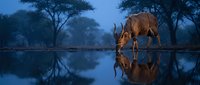 Majestic antelope drinking at tranquil waterhole during blue hour twilight with perfect mirror reflection in African savanna wilderness landscape.