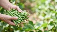 Farmer holding fresh green beans in hands with garden background, harvesting organic vegetables outdoors.