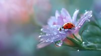 Red ladybug resting on pink flower petal with morning dew drops creating magical bokeh effect in soft pastel colors. Macro nature photography shows delicate water reflections.