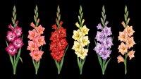 Colorful gladiolus flowers set isolated on transparent background, ready for t-shirt design, stickers, clipart, sublimation, and print on demand projects.
