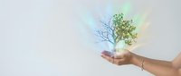Hand holding a glowing tree with split seasons, half bare branches and half green foliage, symbolizing growth, balance, environmental care, and sustainable development concepts.